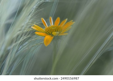 493开奖号最新公布，今晚幸运号码揭晓