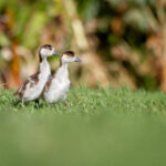 JRS体育直播:畅享高清流畅的赛事直播体验 6z236xxl