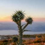 J2直播电视在线高清观看平台推荐 y9dj337